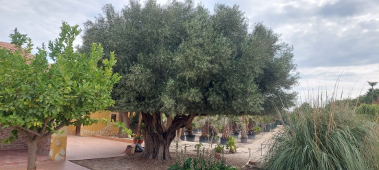 Mediterraanse planten Lo-Reninge, West-Vlaanderen